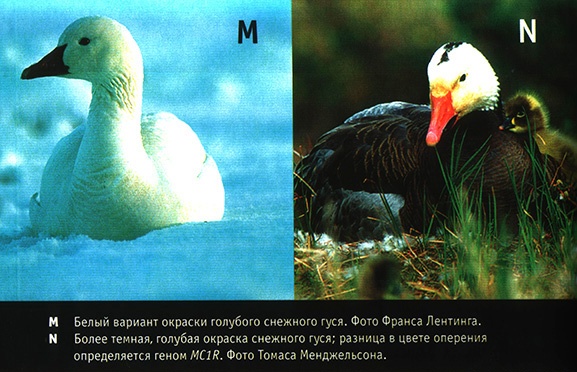 Иллюстрация к книге — Приспособиться и выжить! ДНК как летопись эволюции [i_049.jpg]