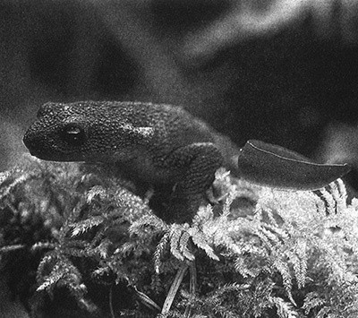 Иллюстрация к книге — Приспособиться и выжить! ДНК как летопись эволюции [i_056.jpg]