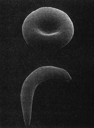 Иллюстрация к книге — Приспособиться и выжить! ДНК как летопись эволюции [i_058.jpg]