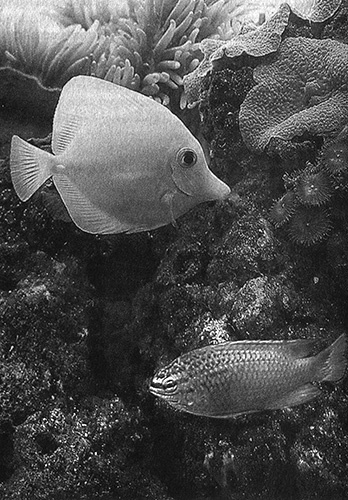 Иллюстрация к книге — Приспособиться и выжить! ДНК как летопись эволюции [i_062.jpg]