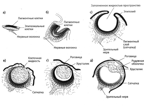 Иллюстрация к книге — Приспособиться и выжить! ДНК как летопись эволюции [i_067.jpg]