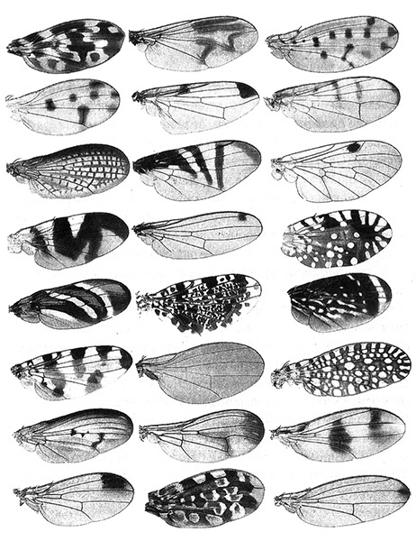 Иллюстрация к книге — Приспособиться и выжить! ДНК как летопись эволюции [i_069.jpg]