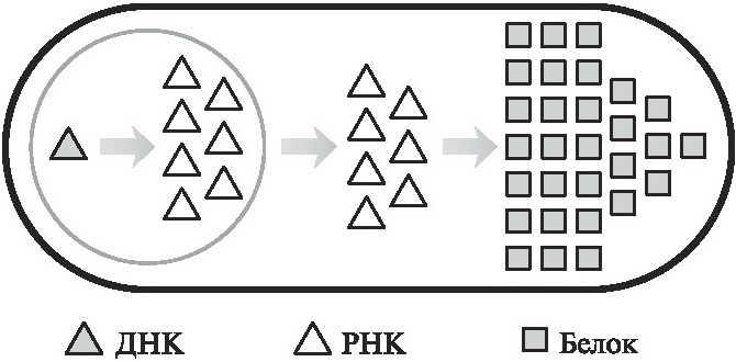 Иллюстрация к книге — Мусорная ДНК. Путешествие в темную материю генома [i_007.jpg]