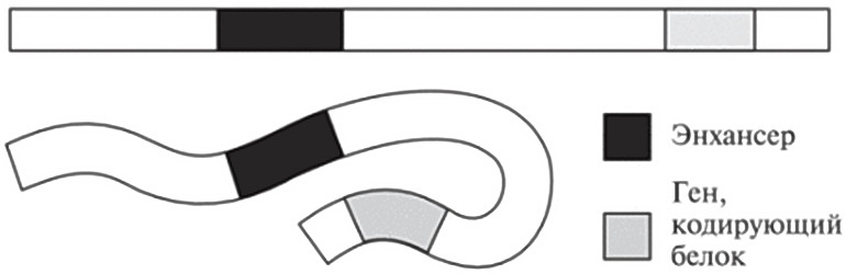 Иллюстрация к книге — Мусорная ДНК. Путешествие в темную материю генома [i_033.jpg]