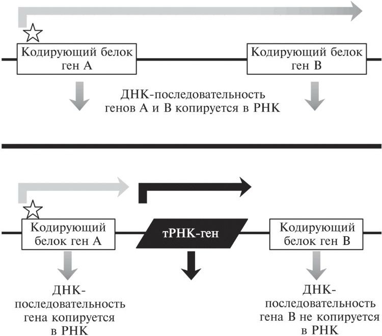 Иллюстрация к книге — Мусорная ДНК. Путешествие в темную материю генома [i_036.jpg]