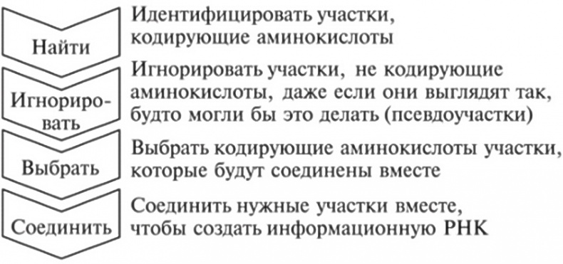 Иллюстрация к книге — Мусорная ДНК. Путешествие в темную материю генома [i_054.jpg]