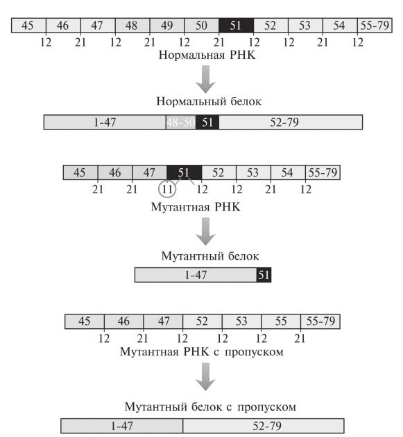 Иллюстрация к книге — Мусорная ДНК. Путешествие в темную материю генома [i_056.jpg]