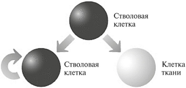 Иллюстрация к книге — Мусорная ДНК. Путешествие в темную материю генома [i_059.jpg]