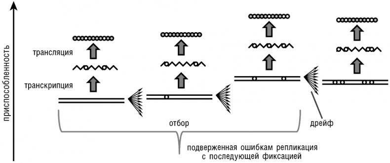 Иллюстрация к книге — Логика случая. О природе и происхождении биологической эволюции [i_004.jpg]