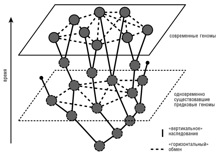 Иллюстрация к книге — Логика случая. О природе и происхождении биологической эволюции [i_043.jpg]