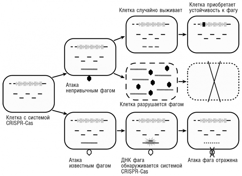 Иллюстрация к книге — Логика случая. О природе и происхождении биологической эволюции [i_079.jpg]