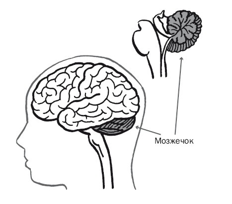 Иллюстрация к книге — Дуэль нейрохирургов. Как открывали тайны мозга, и почему смерть одного короля смогла перевернуть науку [i_025.jpg]