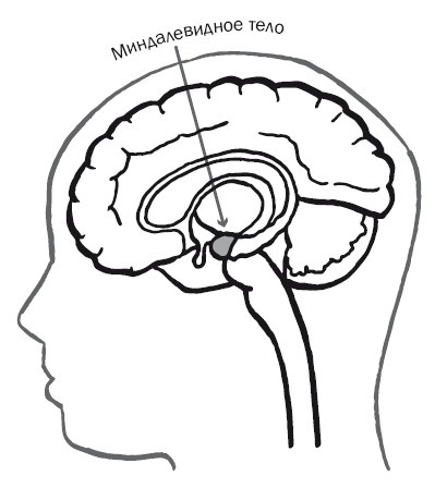 Иллюстрация к книге — Дуэль нейрохирургов. Как открывали тайны мозга, и почему смерть одного короля смогла перевернуть науку [i_030.jpg]