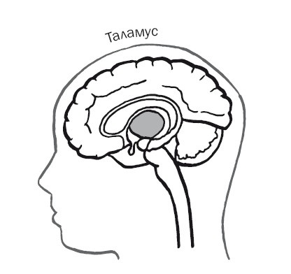 Иллюстрация к книге — Дуэль нейрохирургов. Как открывали тайны мозга, и почему смерть одного короля смогла перевернуть науку [i_047.jpg]
