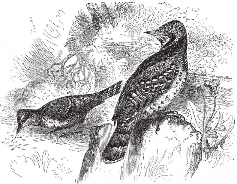 Иллюстрация к книге — Из царства пернатых. Популярные очерки из мира русских птиц [i_004.jpg]