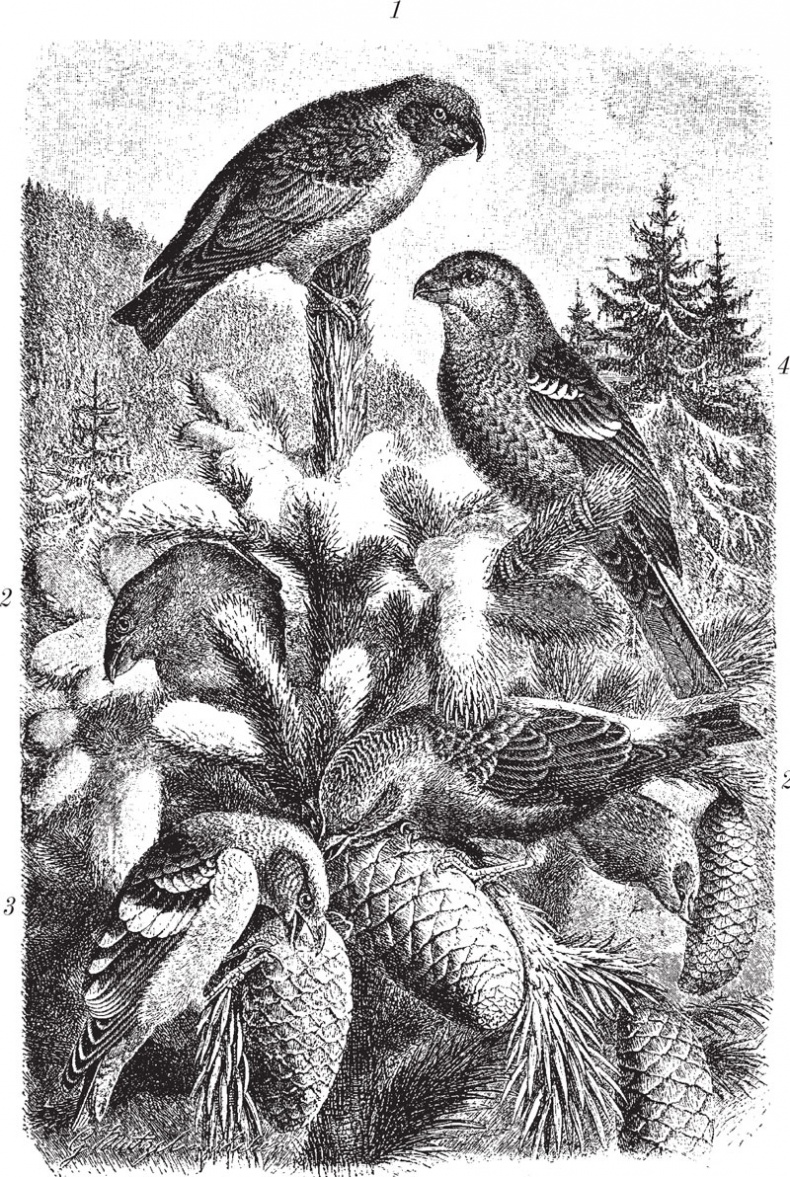 Иллюстрация к книге — Из царства пернатых. Популярные очерки из мира русских птиц [i_007.jpg]