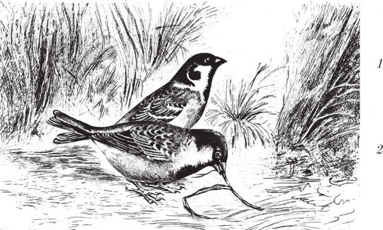 Иллюстрация к книге — Из царства пернатых. Популярные очерки из мира русских птиц [i_008.jpg]