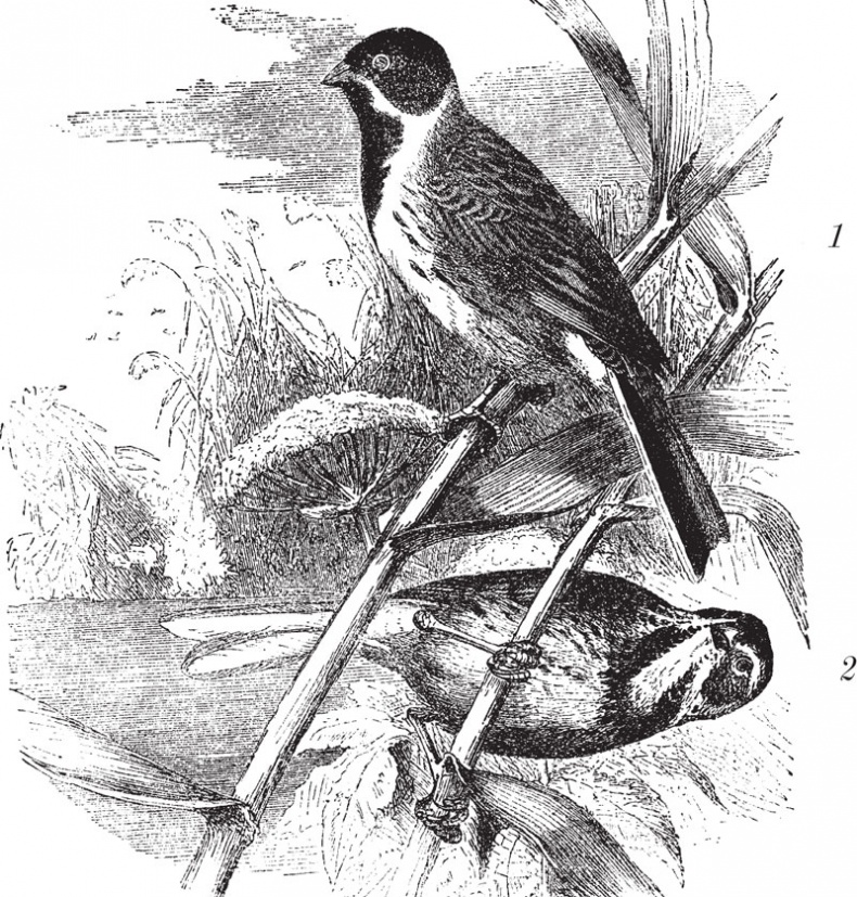 Иллюстрация к книге — Из царства пернатых. Популярные очерки из мира русских птиц [i_010.jpg]