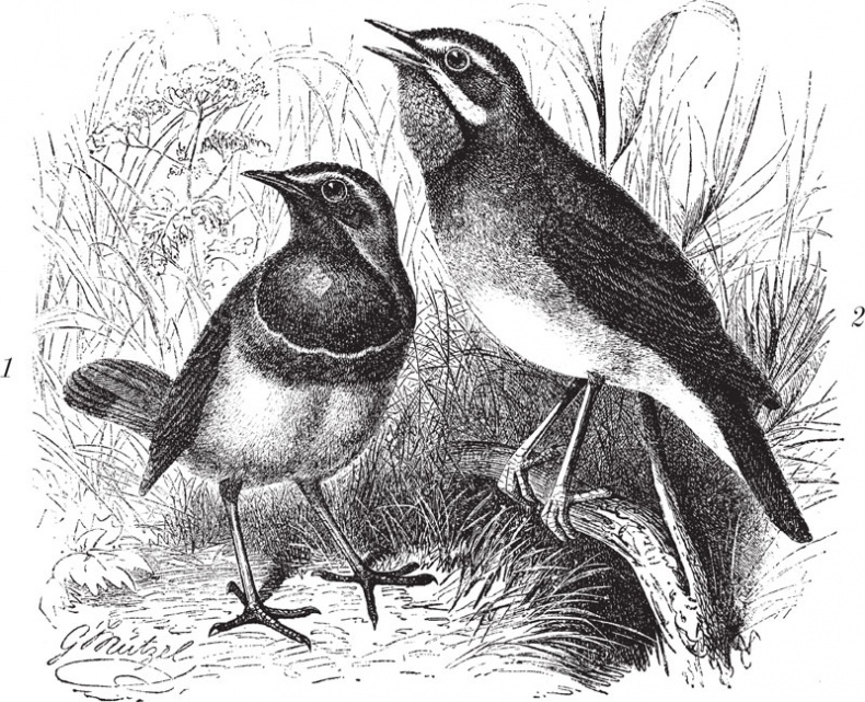 Иллюстрация к книге — Из царства пернатых. Популярные очерки из мира русских птиц [i_015.jpg]