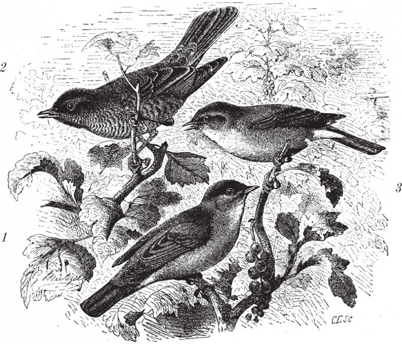 Иллюстрация к книге — Из царства пернатых. Популярные очерки из мира русских птиц [i_017.jpg]