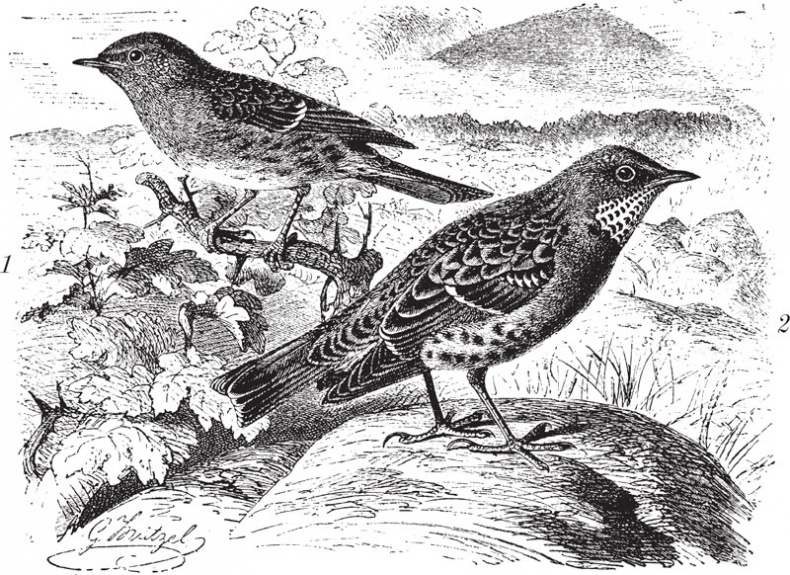 Иллюстрация к книге — Из царства пернатых. Популярные очерки из мира русских птиц [i_018.jpg]