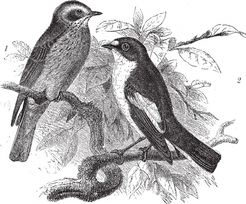 Иллюстрация к книге — Из царства пернатых. Популярные очерки из мира русских птиц [i_021.jpg]