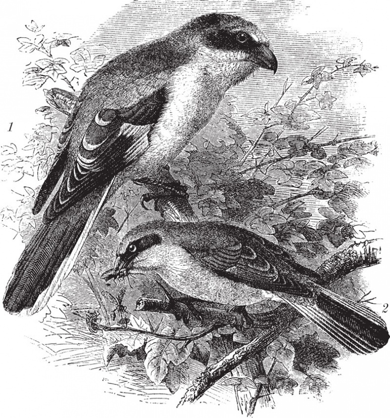 Иллюстрация к книге — Из царства пернатых. Популярные очерки из мира русских птиц [i_022.jpg]