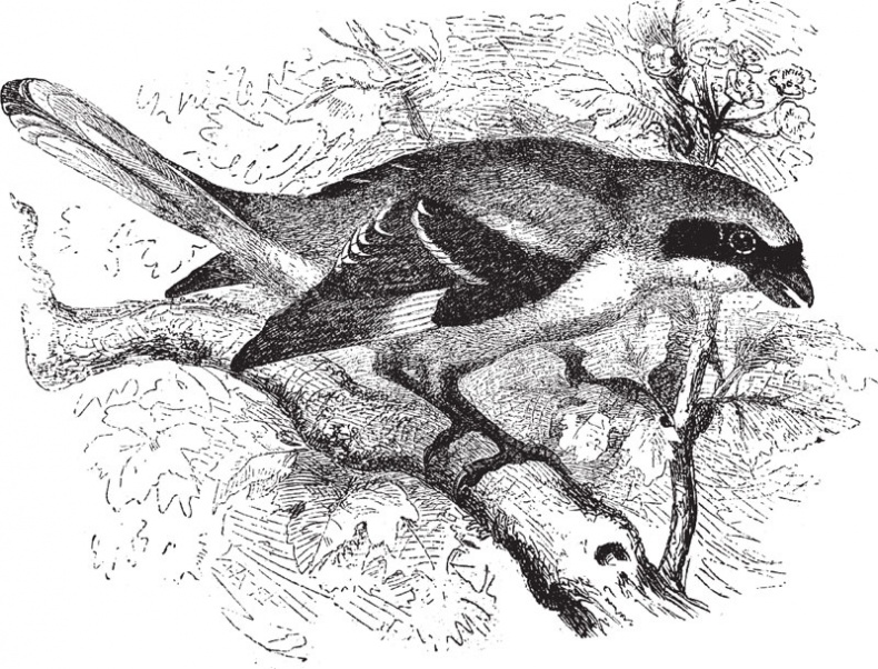 Иллюстрация к книге — Из царства пернатых. Популярные очерки из мира русских птиц [i_023.jpg]