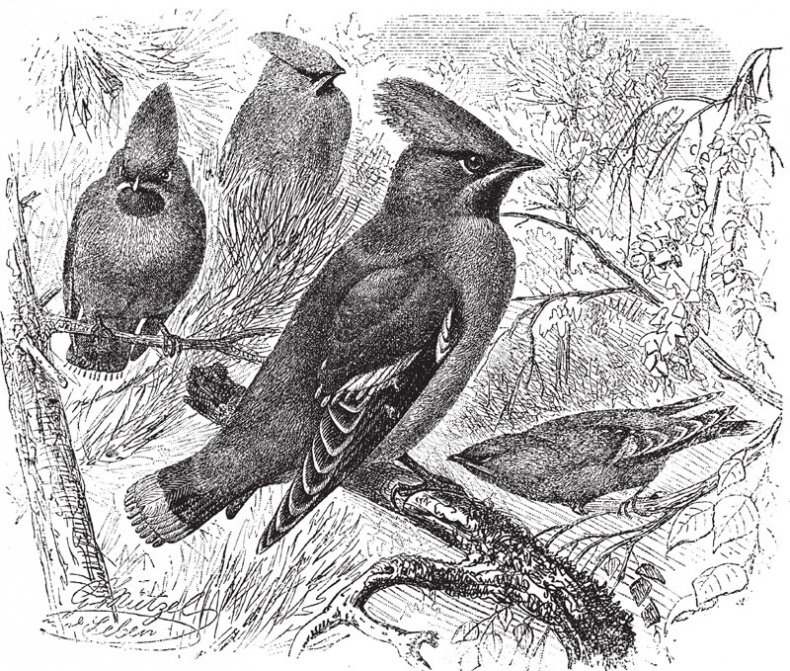 Иллюстрация к книге — Из царства пернатых. Популярные очерки из мира русских птиц [i_024.jpg]