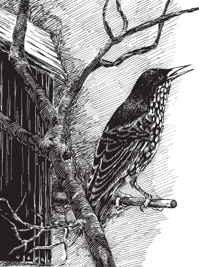 Иллюстрация к книге — Из царства пернатых. Популярные очерки из мира русских птиц [i_025.jpg]