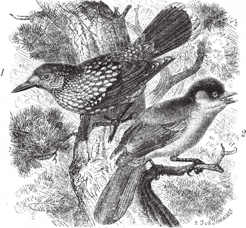 Иллюстрация к книге — Из царства пернатых. Популярные очерки из мира русских птиц [i_026.jpg]