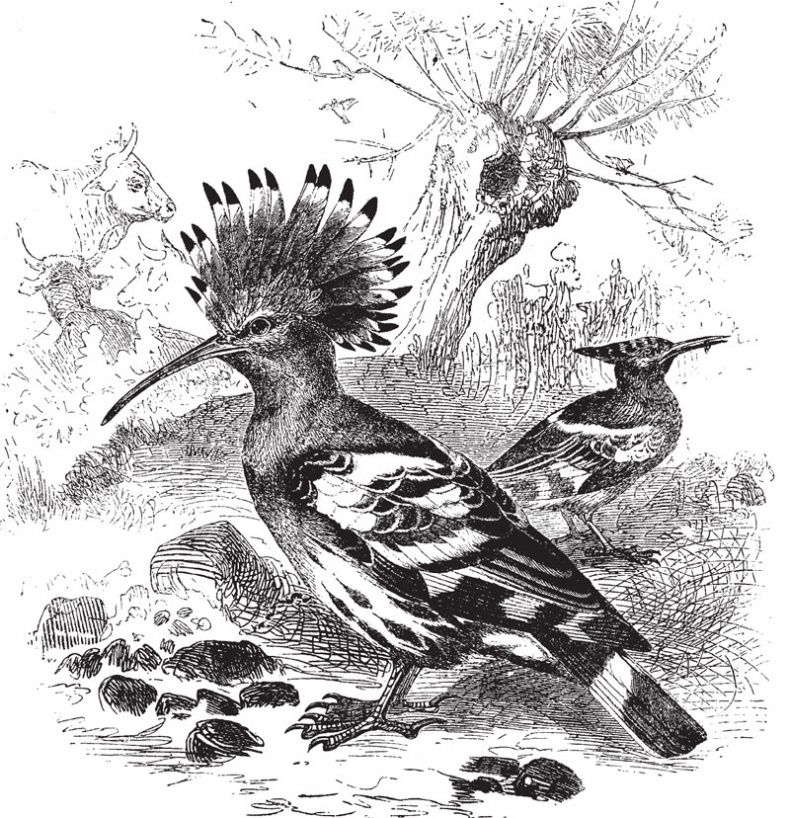 Иллюстрация к книге — Из царства пернатых. Популярные очерки из мира русских птиц [i_027.jpg]