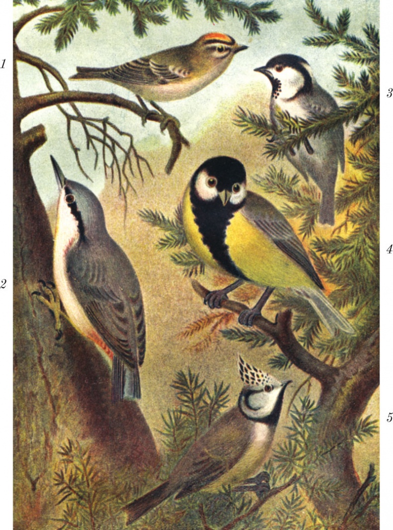 Иллюстрация к книге — Из царства пернатых. Популярные очерки из мира русских птиц [i_032.jpg]