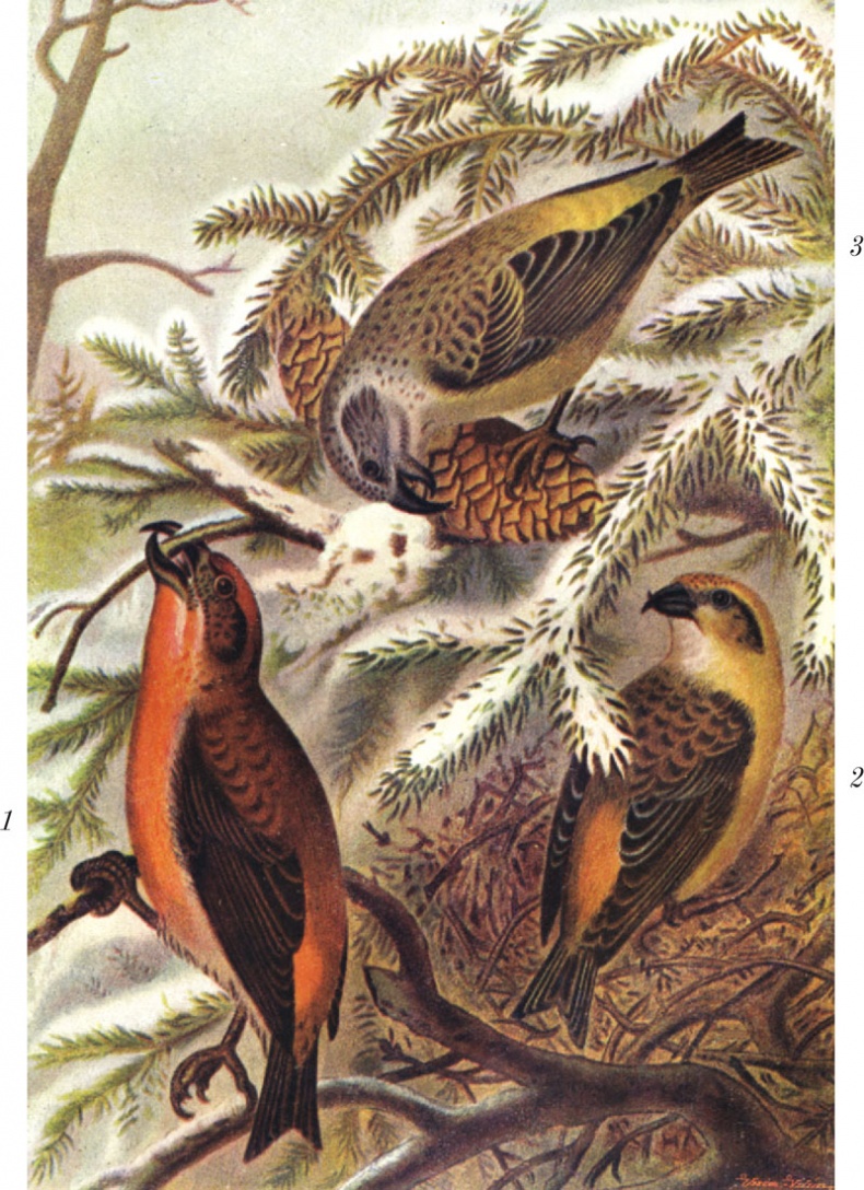 Иллюстрация к книге — Из царства пернатых. Популярные очерки из мира русских птиц [i_033.jpg]