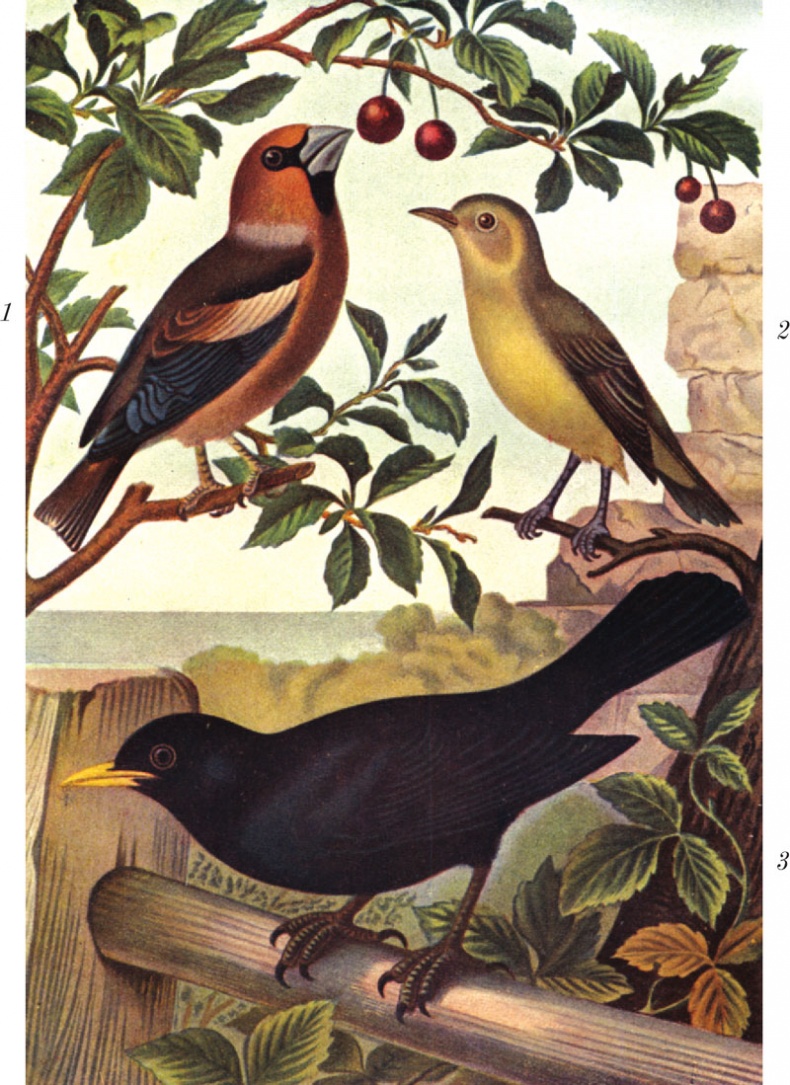 Иллюстрация к книге — Из царства пернатых. Популярные очерки из мира русских птиц [i_038.jpg]