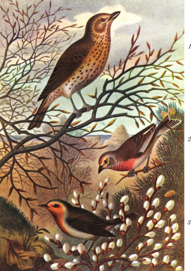 Иллюстрация к книге — Из царства пернатых. Популярные очерки из мира русских птиц [i_039.jpg]