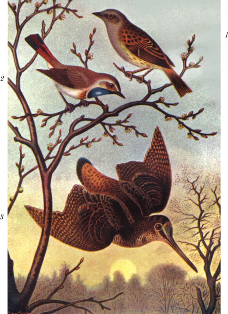 Иллюстрация к книге — Из царства пернатых. Популярные очерки из мира русских птиц [i_044.jpg]