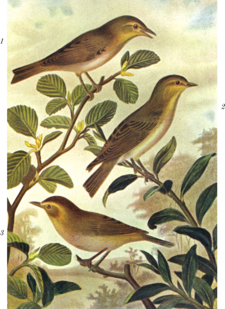 Иллюстрация к книге — Из царства пернатых. Популярные очерки из мира русских птиц [i_049.jpg]