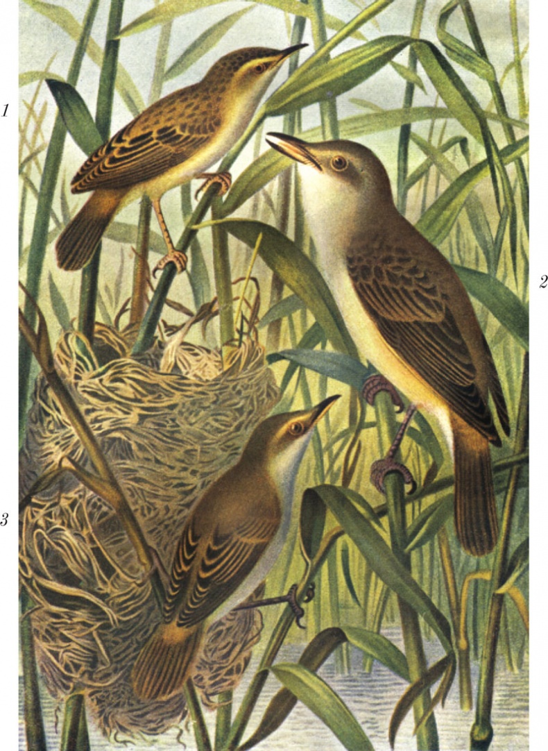 Иллюстрация к книге — Из царства пернатых. Популярные очерки из мира русских птиц [i_050.jpg]