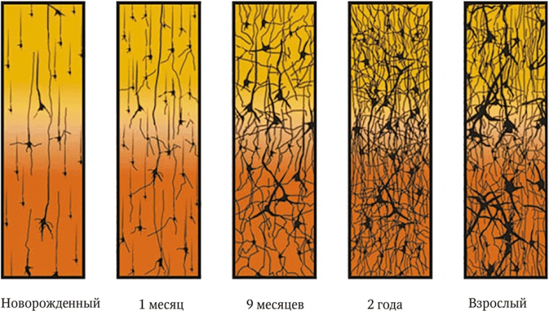 Иллюстрация к книге — Мозг. Ваша личная история [i_003.jpg]