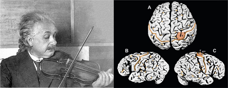 Иллюстрация к книге — Мозг. Ваша личная история [i_010.jpg]