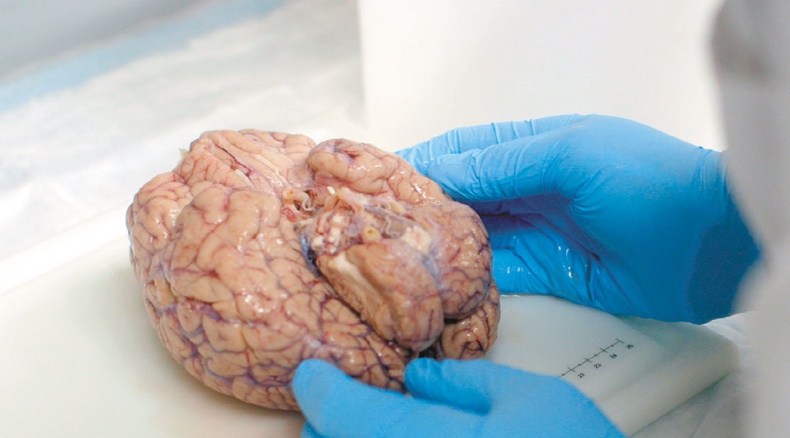 Иллюстрация к книге — Мозг. Ваша личная история [i_016.jpg]