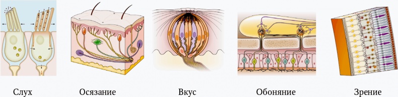 Иллюстрация к книге — Мозг. Ваша личная история [i_023.jpg]