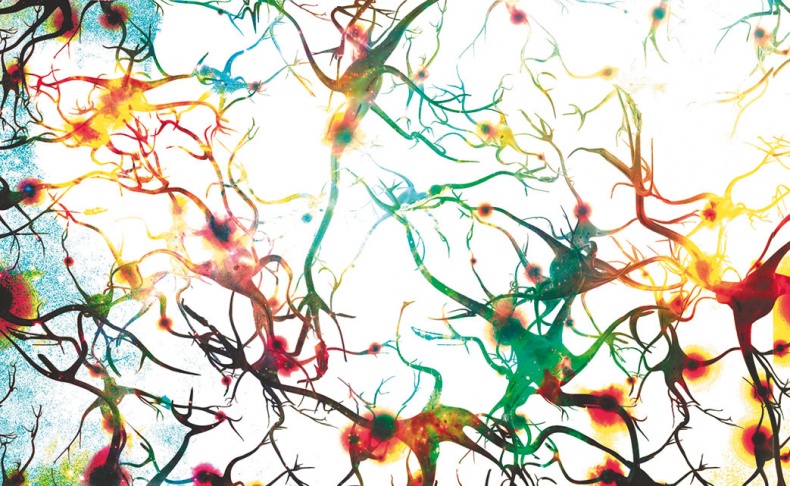 Иллюстрация к книге — Мозг. Ваша личная история [i_055.jpg]