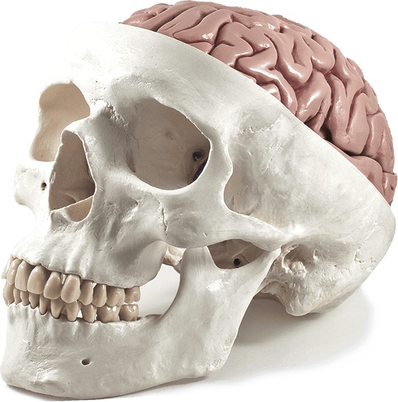 Иллюстрация к книге — Мозг. Ваша личная история [i_089.jpg]