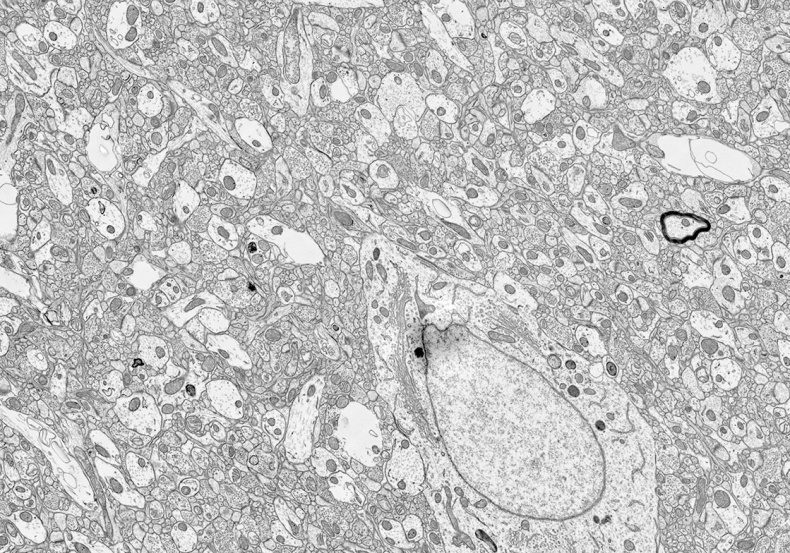 Иллюстрация к книге — Мозг. Ваша личная история [i_093.jpg]