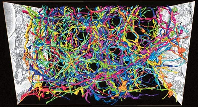 Иллюстрация к книге — Мозг. Ваша личная история [i_095.jpg]