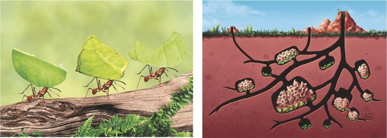 Иллюстрация к книге — Мозг. Ваша личная история [i_102.jpg]