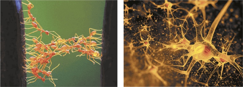 Иллюстрация к книге — Мозг. Ваша личная история [i_103.jpg]