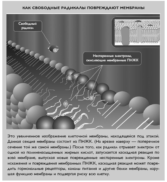 Иллюстрация к книге — Умный ген. Какая еда нужна нашей ДНК [i_034.jpg]